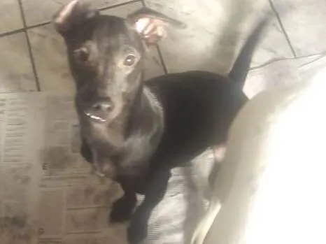 Cachorro ra a Srd idade 1 ano nome Pelé
