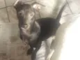 Pelé