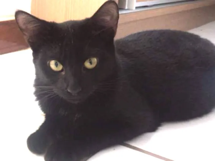Gato ra a SRD idade 2 a 6 meses nome Preta