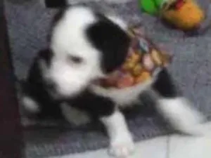 Cachorro raça Sem definir idade 2 a 6 meses nome Leo