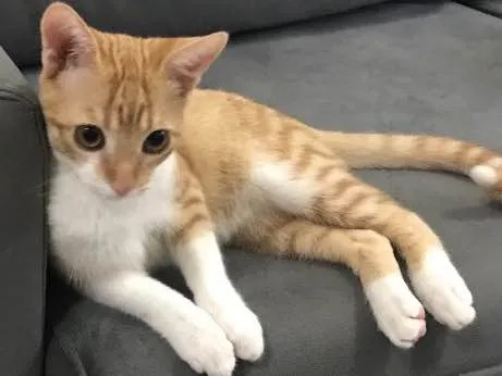Gato ra a SRD idade 2 a 6 meses nome Vida