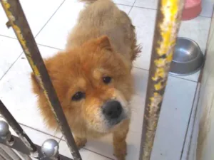 Cachorro raça Show Show idade 6 ou mais anos nome Hanna