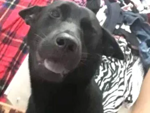 Cachorro raça Show show com vira lata  idade 1 ano nome Pérola 