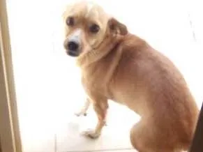 Cachorro ra a Não Definida idade 1 ano nome Paçoca
