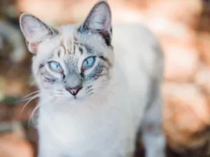 Gato raça SRD idade 1 ano nome Teinho 