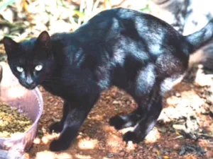 Gato raça SRD idade 1 ano nome Pretinho 