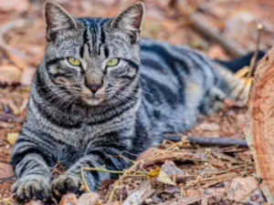 Gato raça SRD idade 1 ano nome Tigrinho 