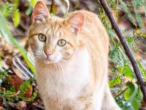Gato raça SRD idade 1 ano nome Lelinho 