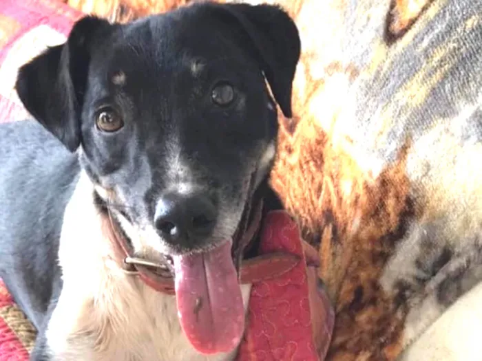 Cachorro ra a SRD idade 2 anos nome Biel