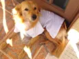 Fitinho