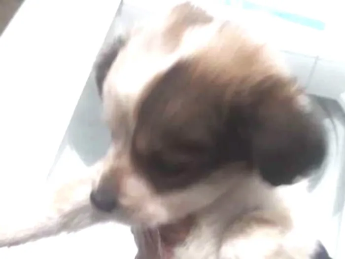 Cachorro ra a Sem raça idade 4 anos nome Thoor e Maia e os fi