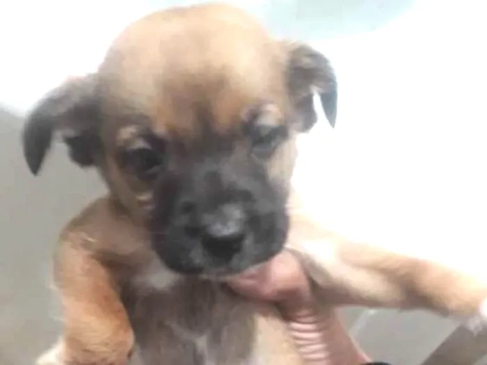 Cachorro ra a Sem raça idade 4 anos nome Thoor e Maia e os fi