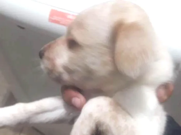 Cachorro ra a Sem raça idade 4 anos nome Thoor e Maia e os fi