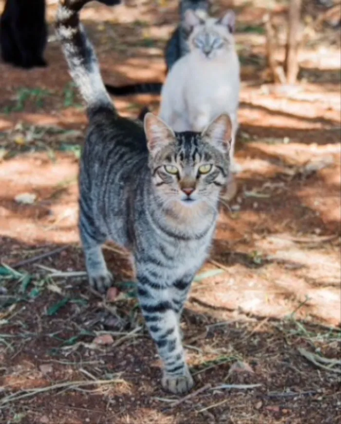 Gato ra a SRD idade 1 ano nome Chiquinho 