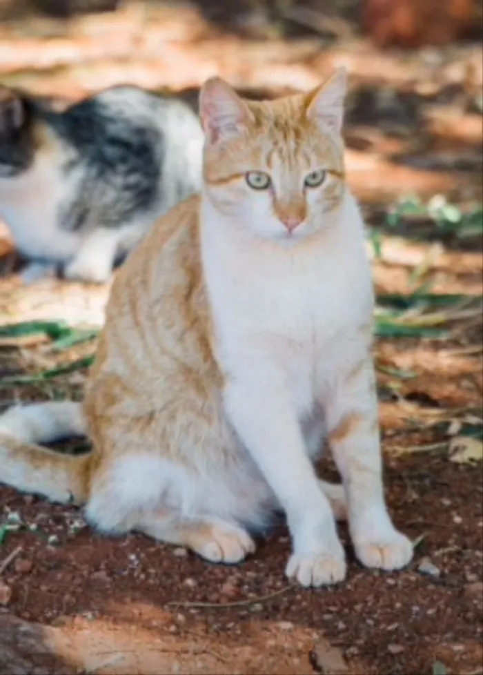 Gato ra a SRD idade 1 ano nome Marlon 