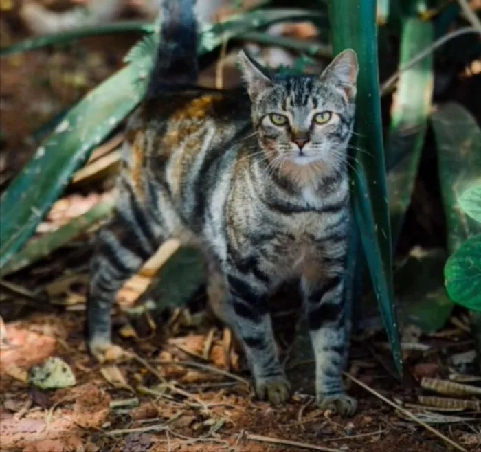 Gato ra a SRD  idade 1 ano nome Meiguinha 
