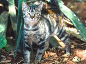 Gato raça SRD  idade 1 ano nome Meiguinha 