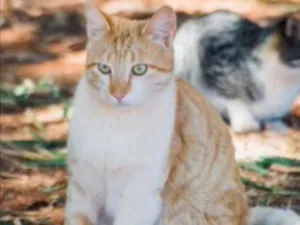 Gato raça SRD idade 1 ano nome Marlon 