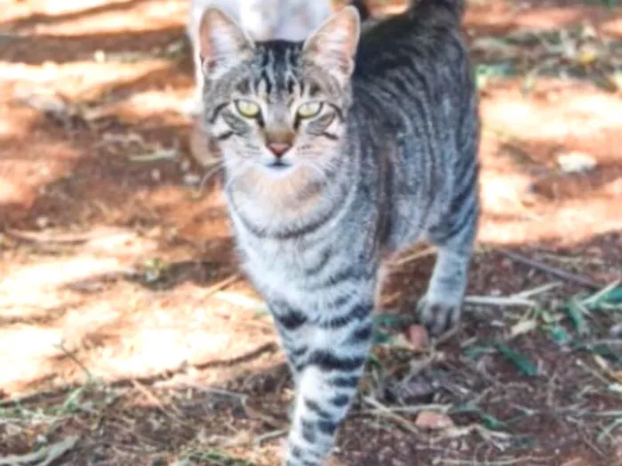 Gato ra a SRD idade 1 ano nome Chiquinho 