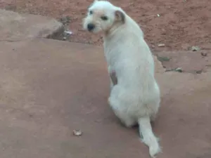 Cachorro raça Vira lata idade 7 a 11 meses nome Não tem nome ainda
