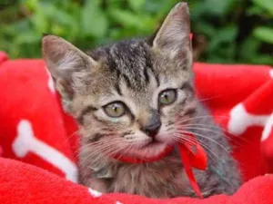 Gato raça Srd idade  nome Lori