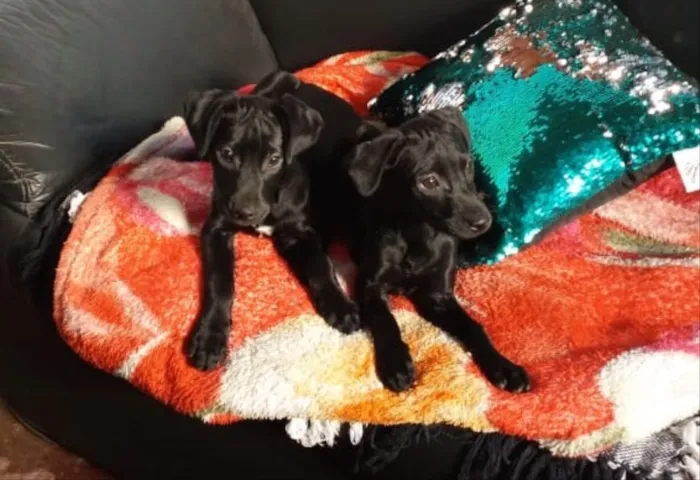 Cachorro ra a Srd idade 2 a 6 meses nome Maria e Gabriela