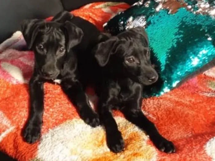 Cachorro ra a Srd idade 2 a 6 meses nome Maria e Gabriela