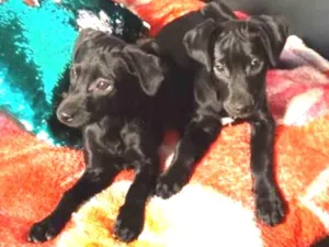 Cachorro raça Srd idade 2 a 6 meses nome Maria e Gabriela