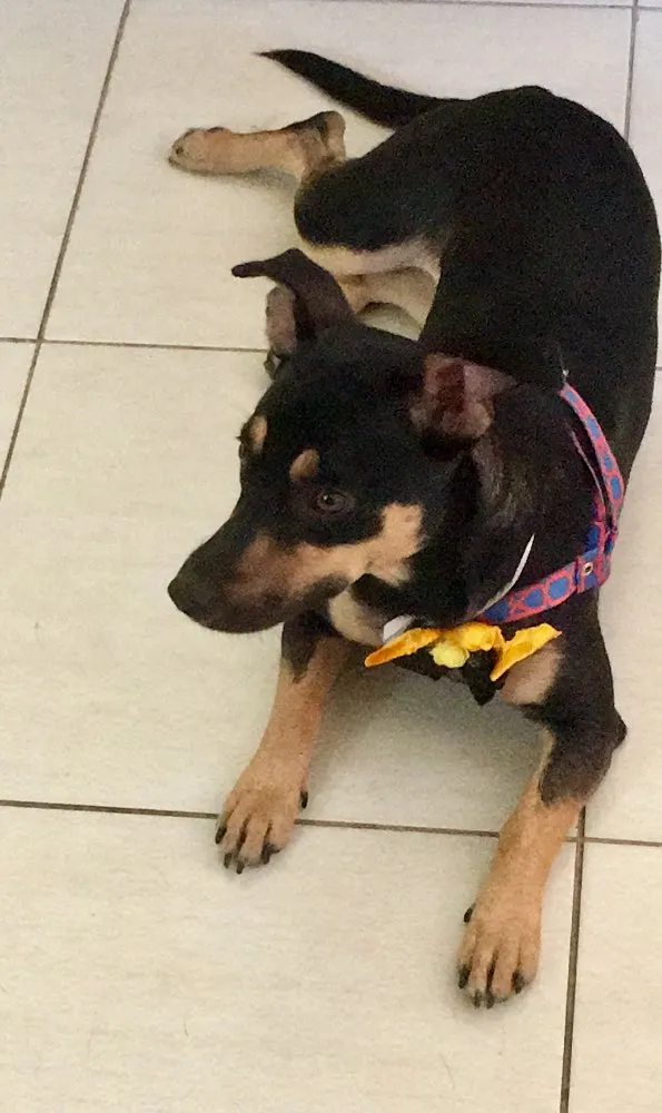 Cachorro ra a SRD idade 7 a 11 meses nome Morgana