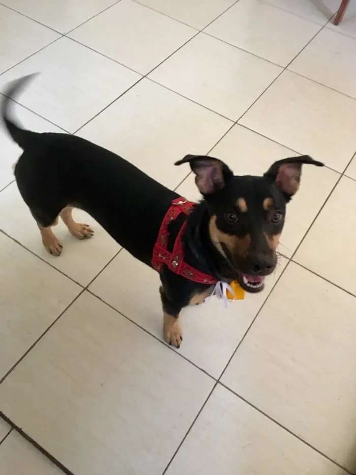 Cachorro ra a SRD idade 7 a 11 meses nome Morgana