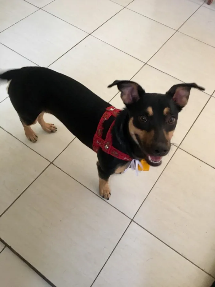 Cachorro ra a SRD idade 7 a 11 meses nome Morgana