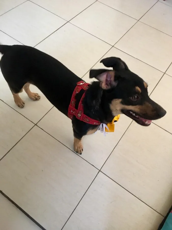 Cachorro ra a SRD idade 7 a 11 meses nome Morgana
