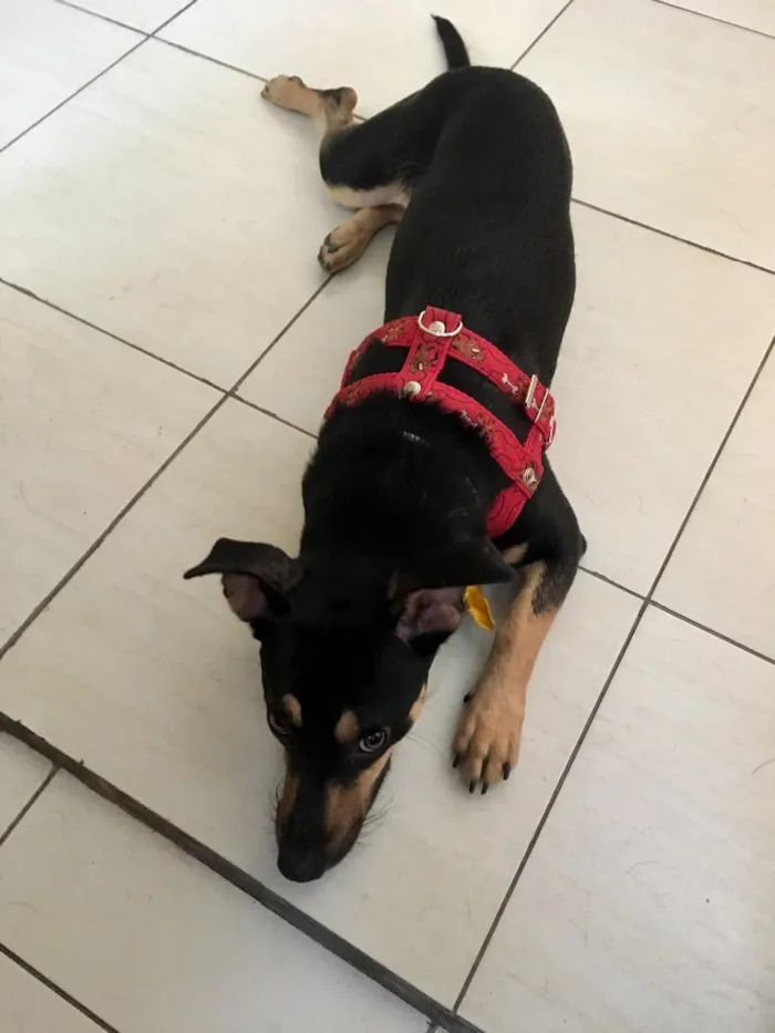 Cachorro ra a SRD idade 7 a 11 meses nome Morgana
