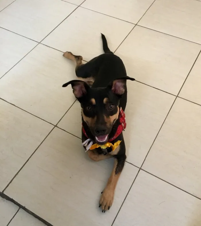 Cachorro ra a SRD idade 7 a 11 meses nome Morgana