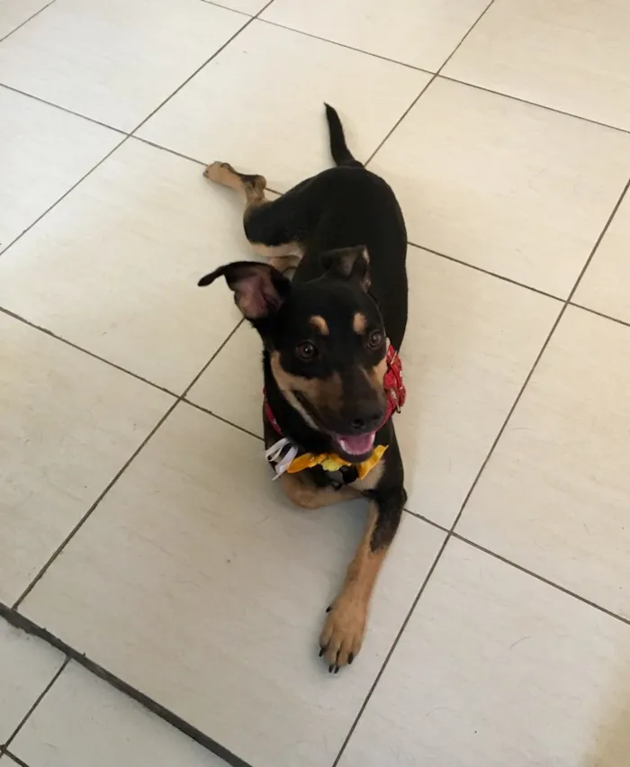 Cachorro ra a SRD idade 7 a 11 meses nome Morgana