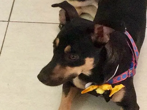 Cachorro ra a SRD idade 7 a 11 meses nome Morgana
