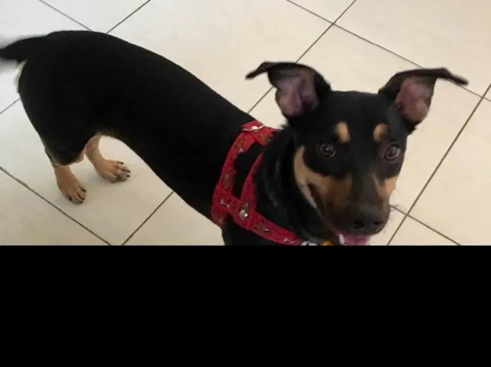 Cachorro ra a SRD idade 7 a 11 meses nome Morgana