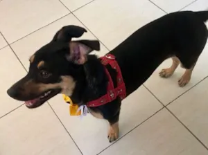 Cachorro raça SRD idade 7 a 11 meses nome Morgana