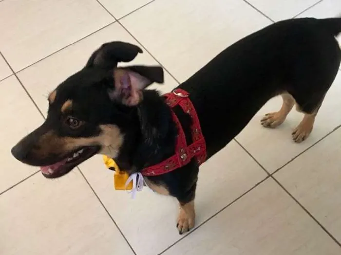 Cachorro ra a SRD idade 7 a 11 meses nome Morgana