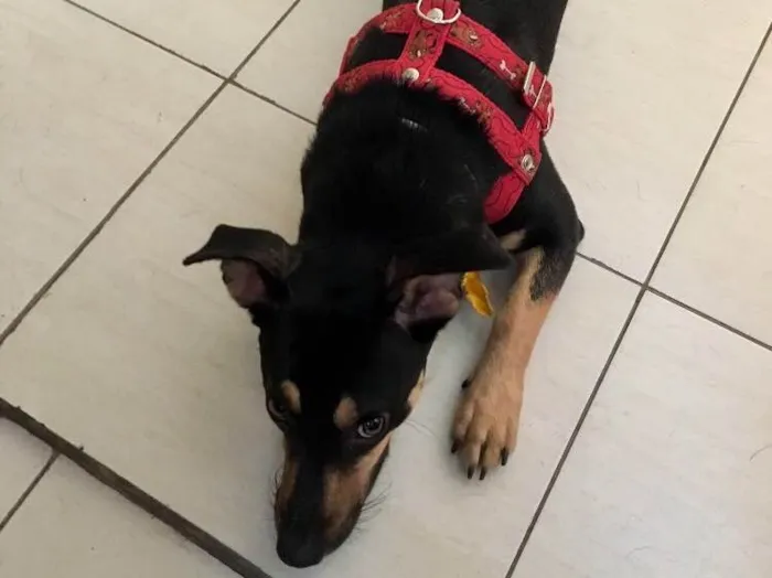 Cachorro ra a SRD idade 7 a 11 meses nome Morgana
