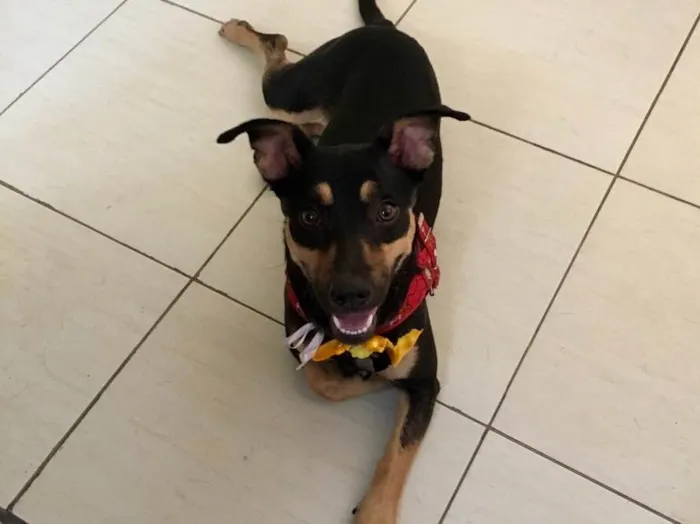 Cachorro ra a SRD idade 7 a 11 meses nome Morgana