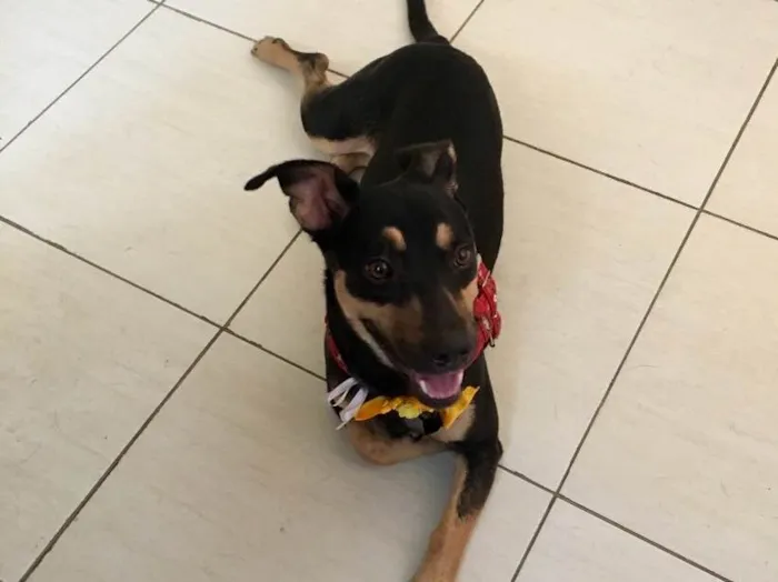 Cachorro ra a SRD idade 7 a 11 meses nome Morgana