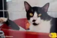 Bigode