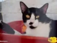Bigode