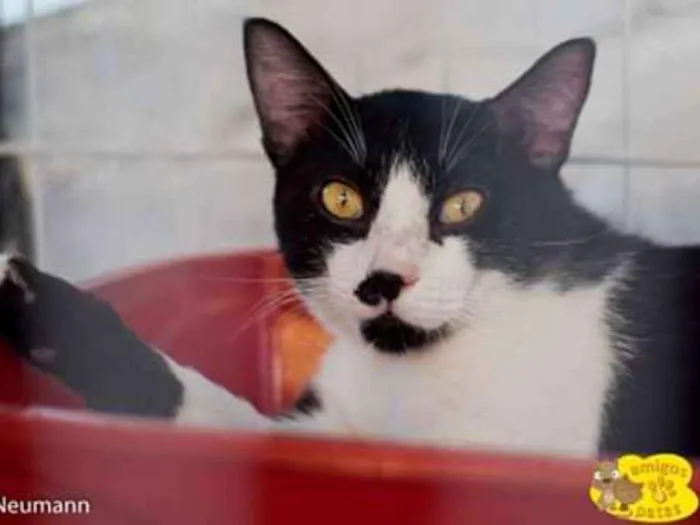 Gato ra a Srd idade 1 ano nome Bigode