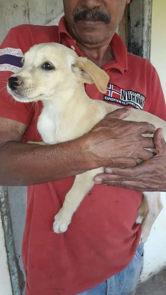 Cachorro ra a Srd idade 2 a 6 meses nome Sem Nome
