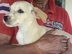 Cachorro raça Srd idade 2 a 6 meses nome Sem Nome