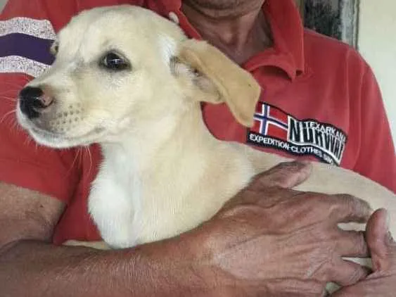 Cachorro ra a Srd idade 2 a 6 meses nome Sem Nome