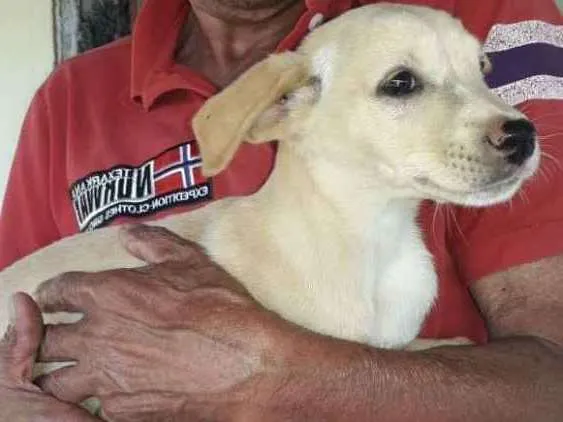 Cachorro ra a Srd idade 2 a 6 meses nome Sem Nome