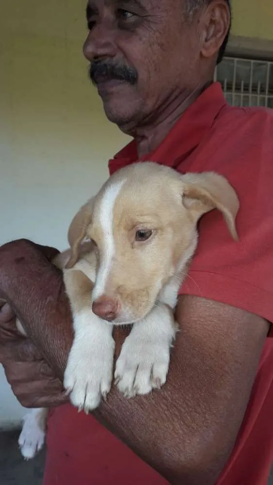 Cachorro ra a Srd idade 2 a 6 meses nome Sem Nome